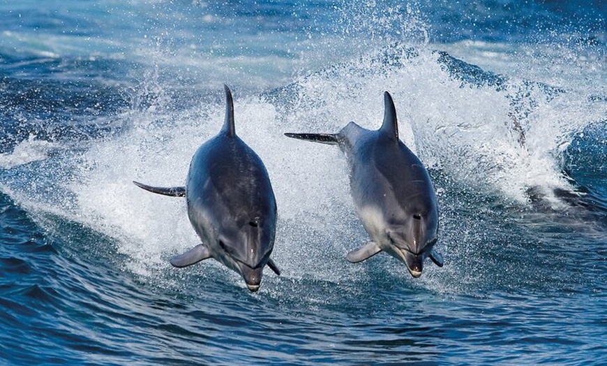 Image 2: Full-Day Bruny Island Cruises Day Tour from Hobart