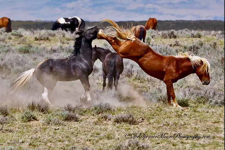 Kicking Red Canyon Wild Mustang Bus Tour Deals 8am Daily - Primary Image