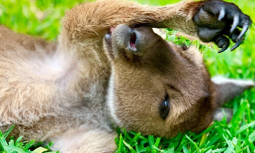 Image 2: Baby Animals, Boomerangs and BBQ Lunch