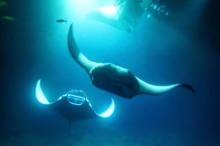 Manta Ray Night Snorkel and Dive