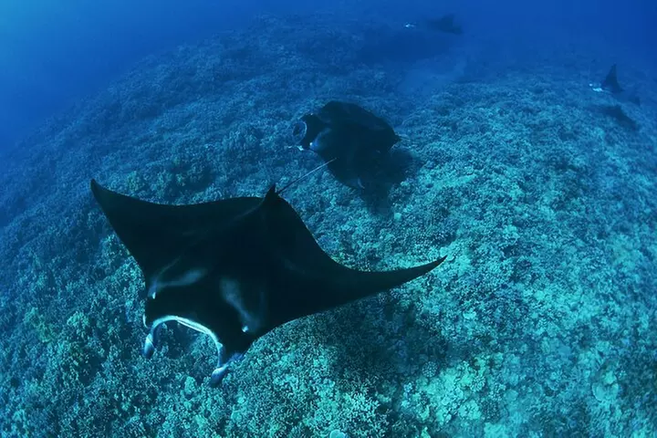 Kona's Best Manta Ray Night Snorkel Small Group Experience