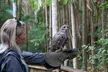 Buderim Forest Flight Owl Encounter and Tour - Image 2