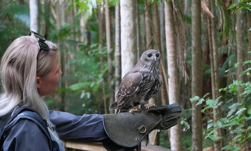 Image 2: Buderim Forest Flight Owl Encounter and Tour
