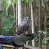 Image 2: Buderim Forest Flight Owl Encounter and Tour