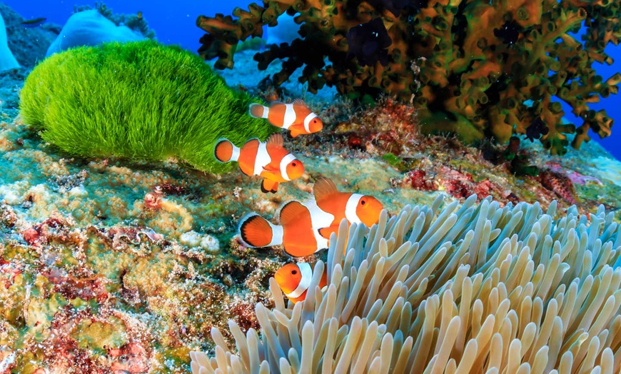 Image 39: ✈ THAÏLANDE | Khao Lak - Khao Lak Palm Beach Resort avec excursion ...