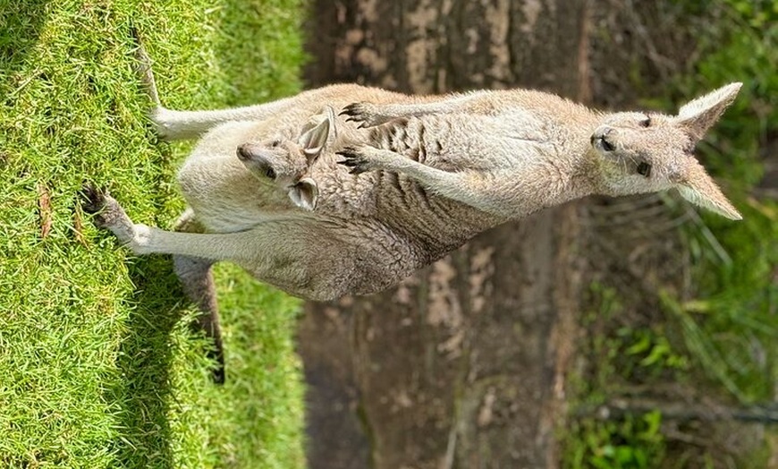 Image 25: Baby Animals, Boomerangs and BBQ Lunch