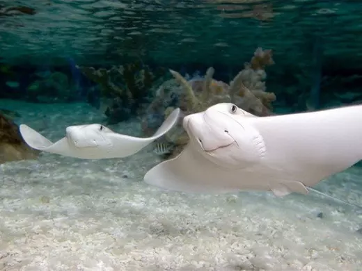 Tickets to see SEA LIFE London Anytime Entry