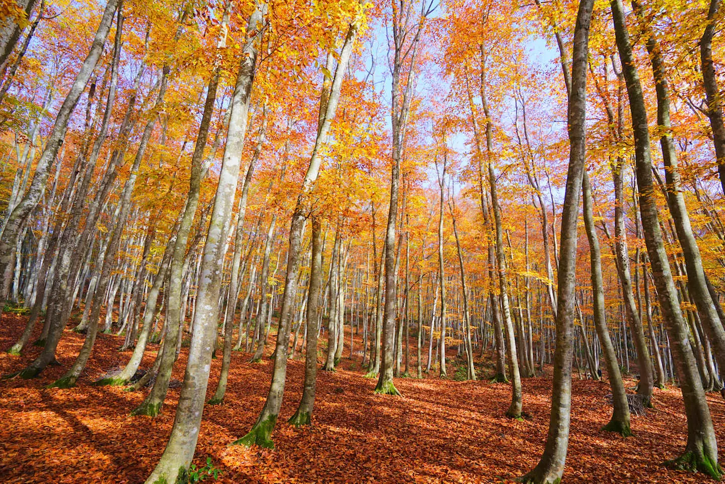 ✈ JAPAN | Tokio - Roadtrip von Tokio nach Niigata, 7 Nächte - Rundr...