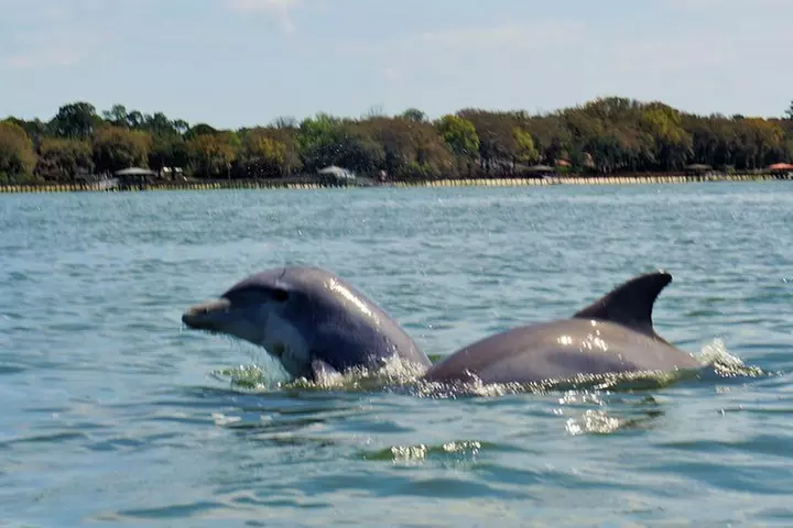 2-Hour Private Hilton Head Dolphin Watching Cruise
