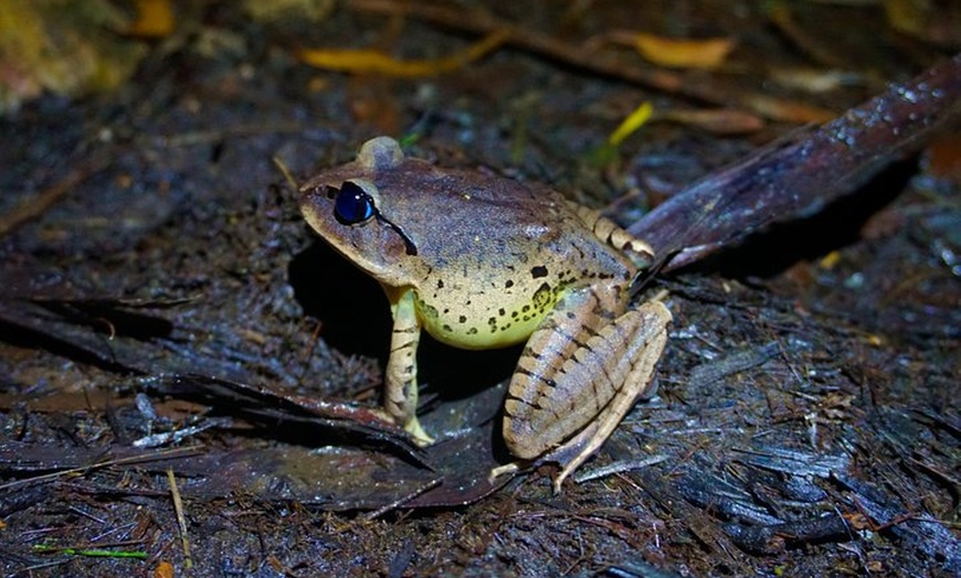 Image 2: Glow Worms - Nocturnal Rainforest/Waterfall Adventure