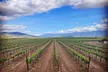 Private Temecula Wine Tour from Murrieta - Second Medium