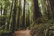 Redwood Forest, Santa Cruz Harbor 1-Day Trip from San Francisco - Second Medium