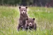 Discover Jasper and its Wildlife - Second Medium