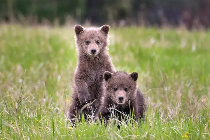 Discover Jasper and its Wildlife - Primary Image