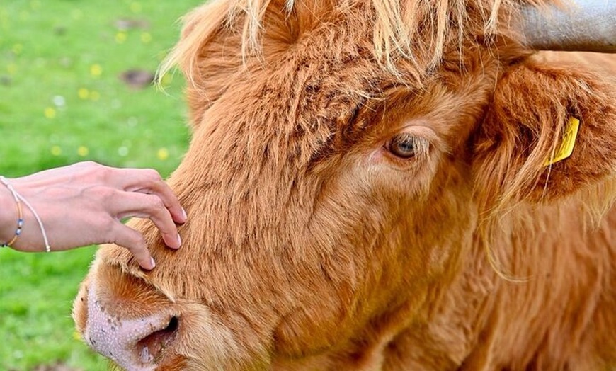 Image 6: Greenock Cruise Excursion- Lochs and Castle Tour. Entry fees Inc.
