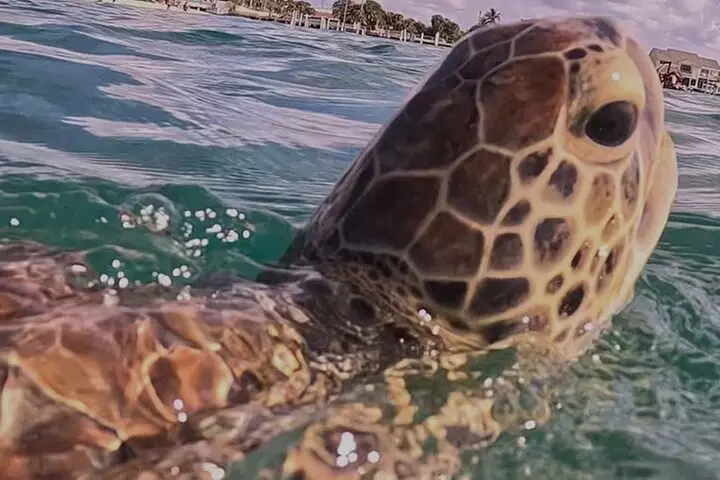 Experience Peanut Island Adventures with Go Pro