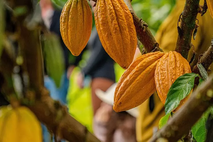 10 Bar Hawaiian Craft Chocolate Tasting Experience