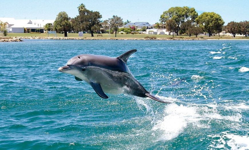 Image 2: Perth Day Tour: Dolphin Cruise, Wildlife Park, and Swan Valley