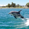 Image 2: Perth Day Tour: Dolphin Cruise, Wildlife Park, and Swan Valley