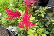$25 For $50 Worth Plants - Second Medium