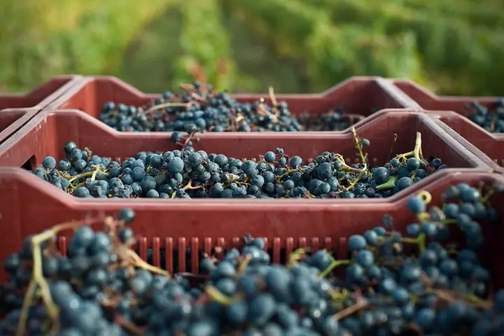 Balade Commentée entre Sauvignon et Gamay - Image 6