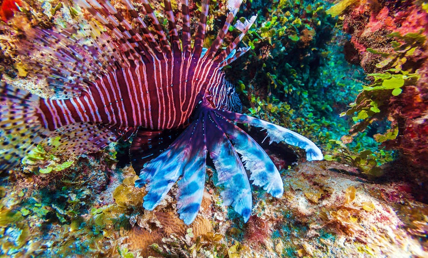 Image 22: ✈ CUBA | Varadero - Iberostar Origin Bella Vista & Escursione di un...