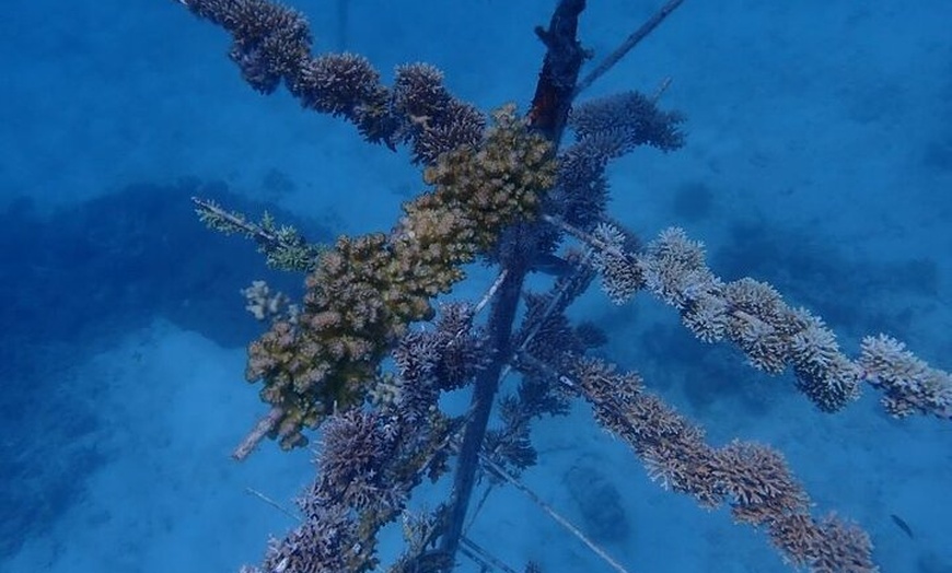Image 5: Moore Reef Day Tour with Dive from Cairns