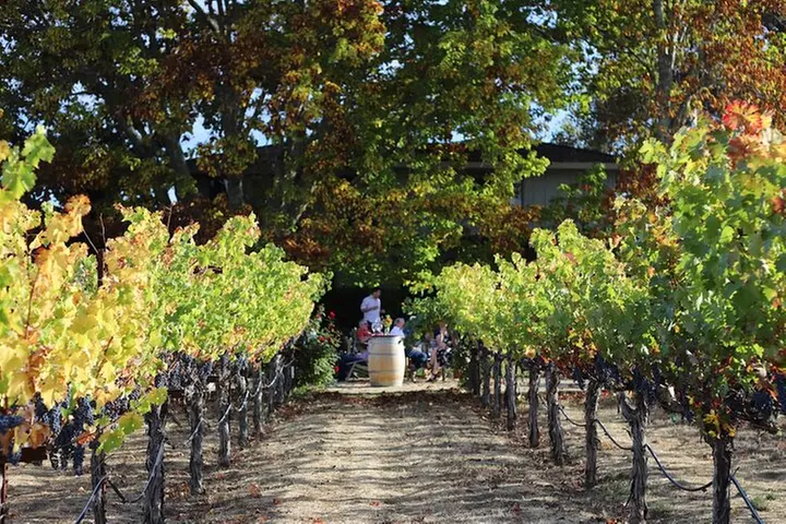 Serene and Romantic Wine Tasting Next to the Vines in Napa Valley - Second Medium