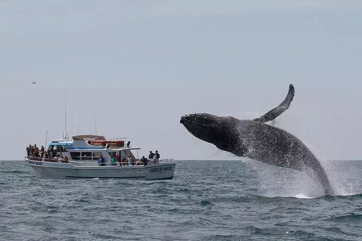 Whale Watching Tour