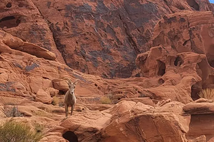 Valley of Fire Guided Hiking Tour From Las Vegas