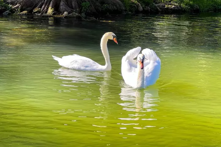 Lake Austin Private Party Boat 2-Hour Swim, BYOB, Lily Pad