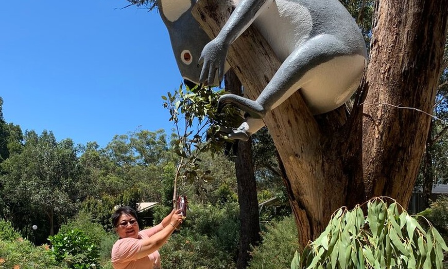 Image 5: Port Stephens Dolphin Cruise Koalas Sandboarding Japanese Tour