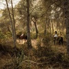 Image 13: Ibiza: Experiencia privada de naturaleza a caballo