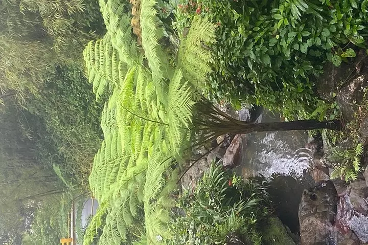 Day Trip to El Yunque Tropical Rainforest from San Juan