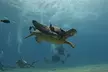 SCUBA Dive at Electric Beach with Photos -No Certification Needed - Second Medium