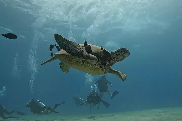 SCUBA Dive at Electric Beach with Photos -No Certification Needed