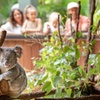 Image 4: Australia Zoo Private Group Tour from Brisbane