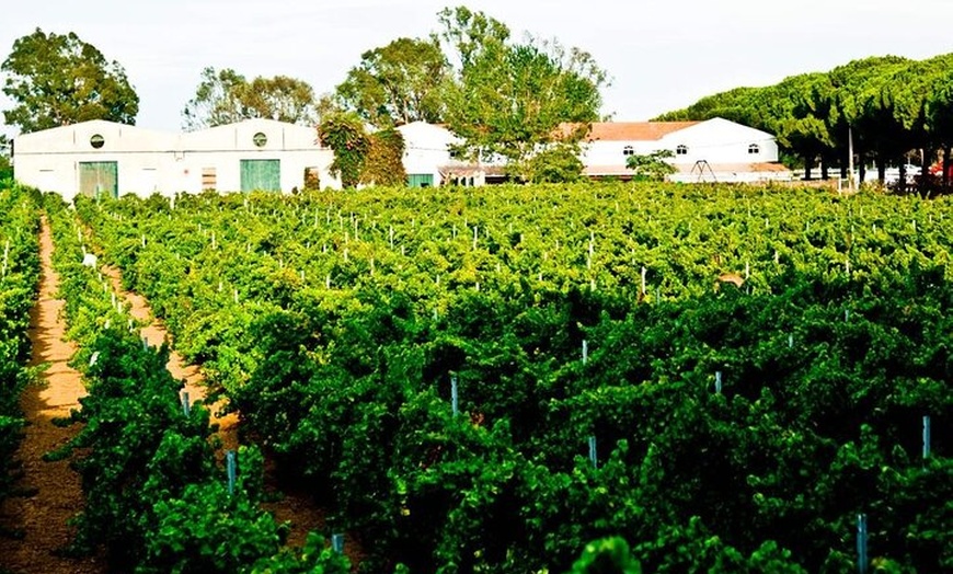 Image 8: Desde Cádiz, visita a la bodega Chiclana de la Frontera con almuerzo