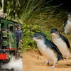 Image 1: Puffing Billy Tour and Penguin Parade from Melbourne