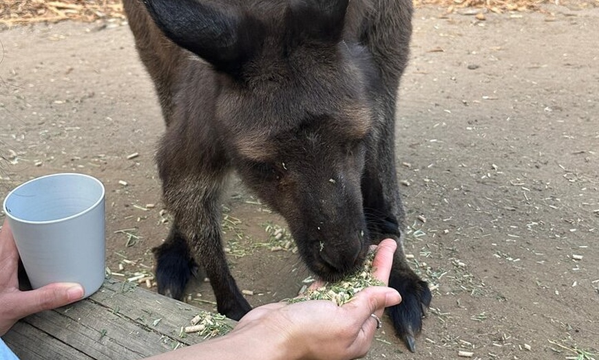 Image 21: PVT Guided Tour: Sydney Opera House and Featherdale Wildlife Park