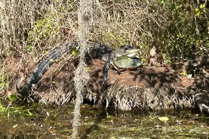 Alexander Springs 4 Hour Guided Kayak/ Swim/ Snorkel Adventure - Primary Image