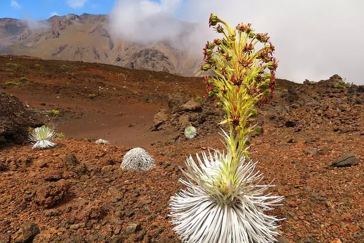 Haleakala Sunrise Best Self-Guided Bike Tour