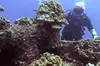 4 Hour Guided Scuba Diving Adventures in Waikiki