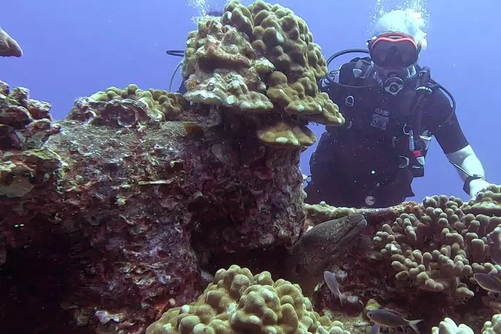 4 Hour Guided Scuba Diving Adventures in Waikiki - Primary Image