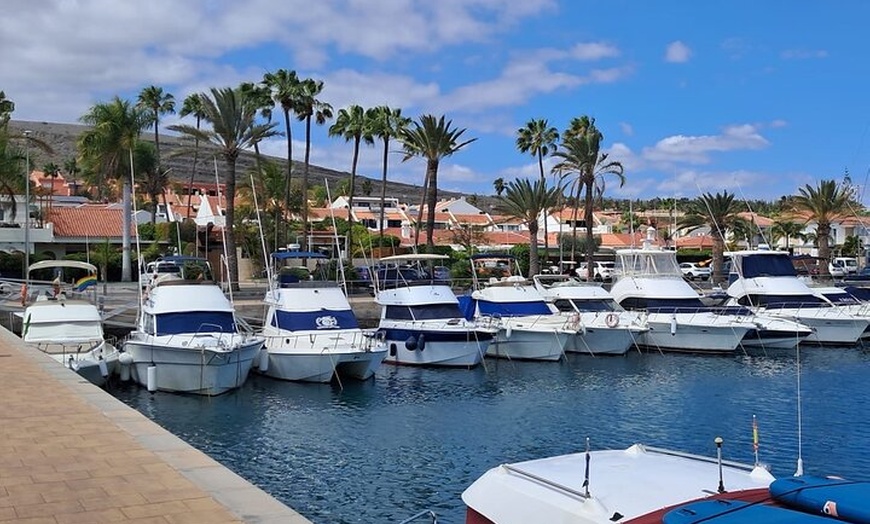 Image 13: Observación de delfines en un pequeño grupo en un barco híbrido sil...