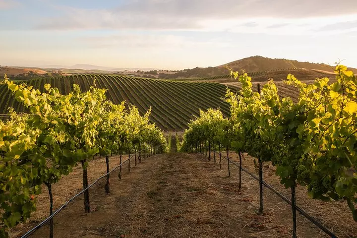 Napa and Sonoma Small Group Max 12 Wine Tour from San Francisco