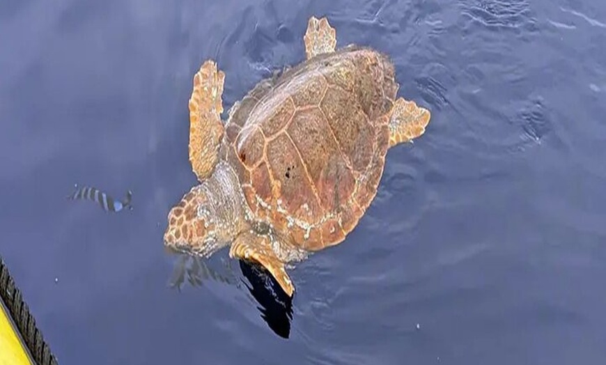 Image 15: Avistamiento de Delfines y Baño en Playa de Papagayo Lanzarote