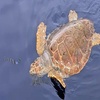 Image 15: Avistamiento de Delfines y Baño en Playa de Papagayo Lanzarote