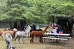 Alpaca Picnic - Immersive Animal Encounter - Seattle Experience - Second Medium