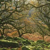 Image 5: Dartmoor National Park - Private Tour (incl. Transport)